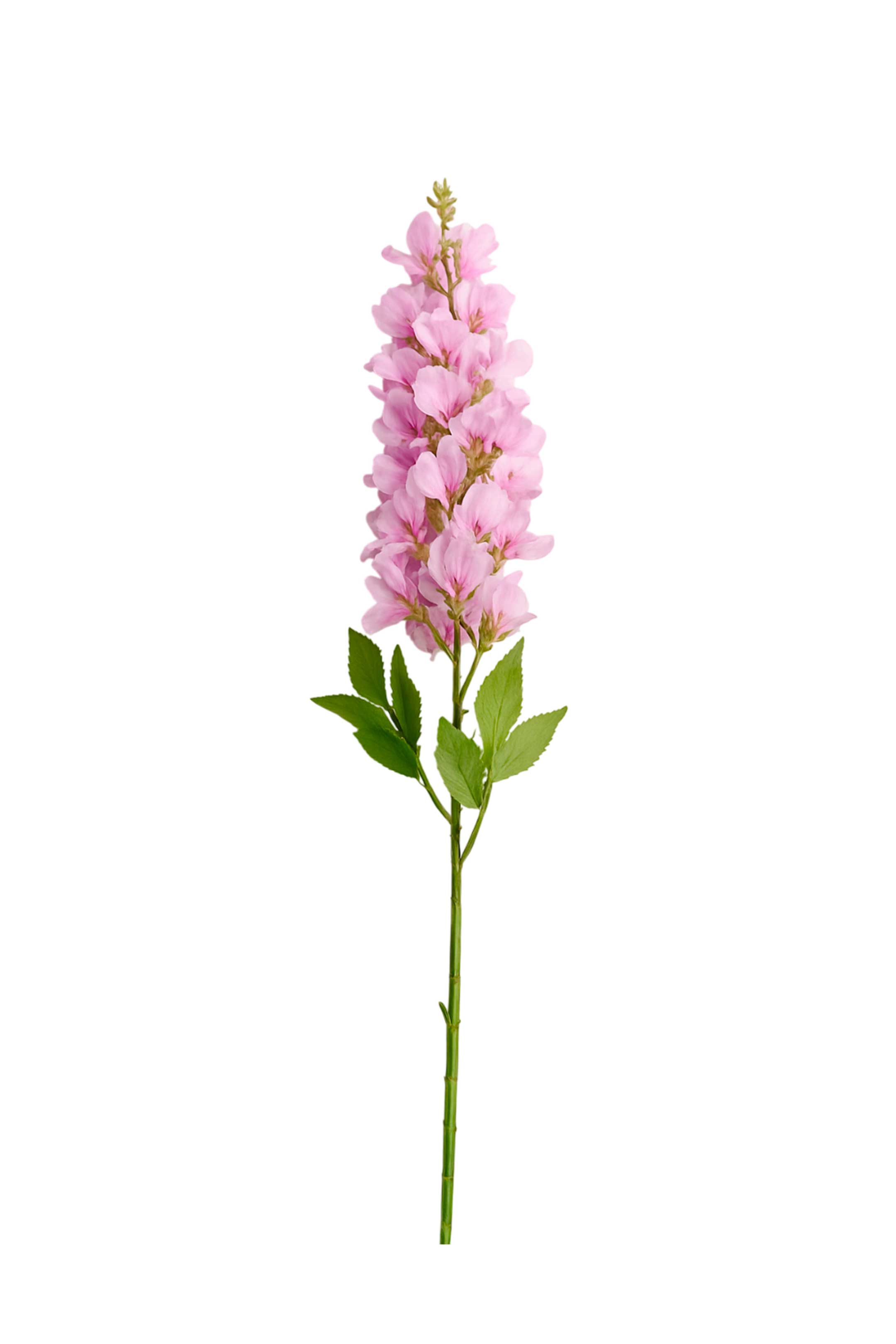 Flores tallo largo