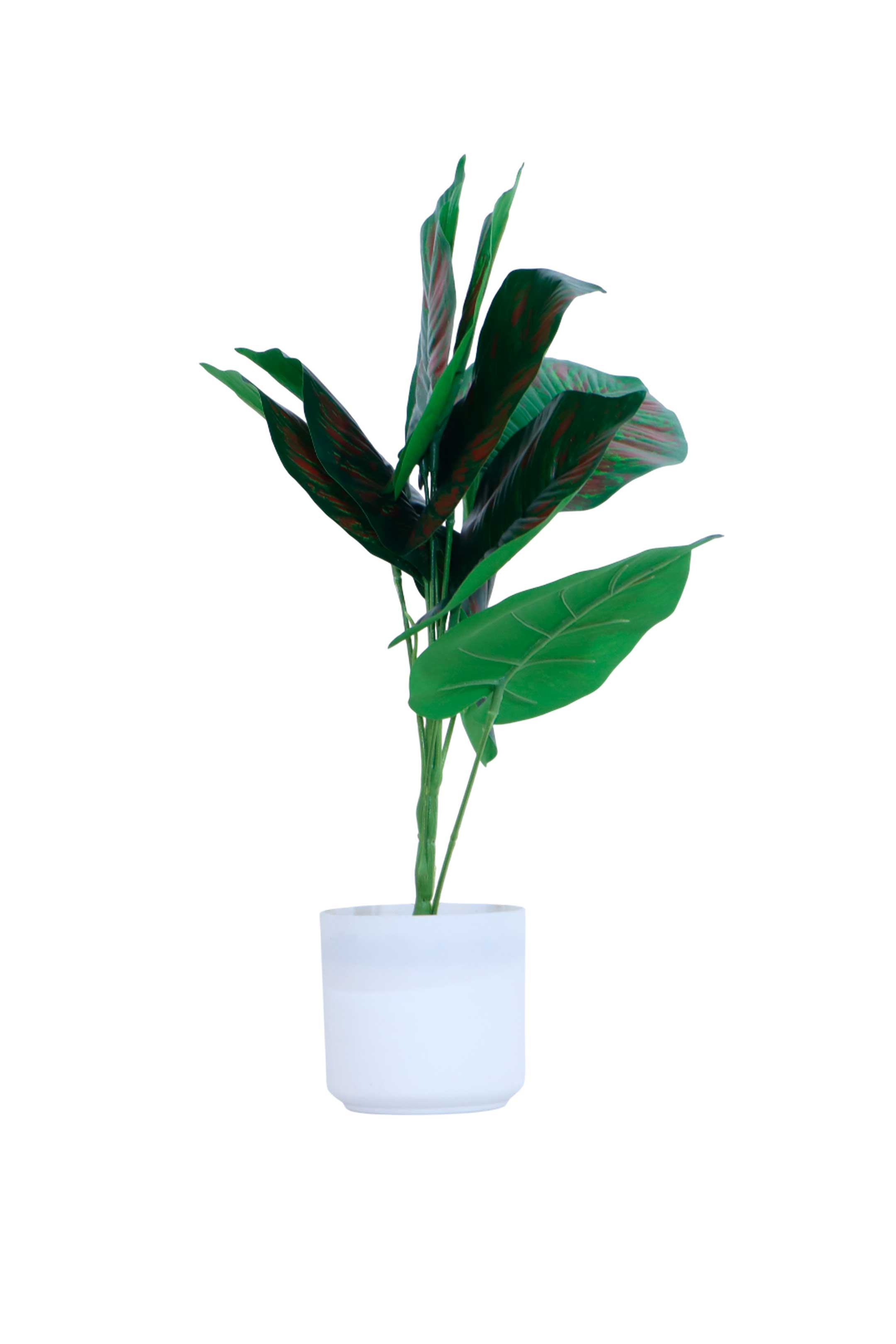 Maceta con planta